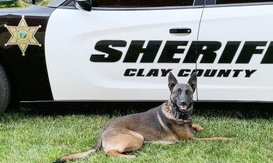 “Luca” is an invaluable K-9 officer to the Clay County Sheriff ’s Office. The trained canine routinely helps investigators and deputies discover drugs that result in multiple arrests.